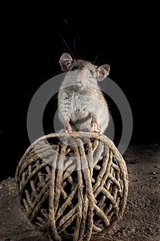 Mouse uploaded of string in the attic, Mus musculus