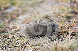 Mouse vole, close-up