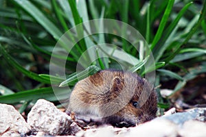 Mouse vole in the grass. A little wild mouse in the tall grass
