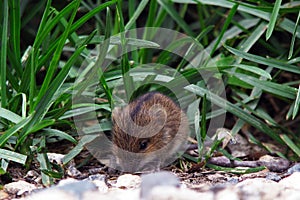 Mouse vole in the grass. Pest control. Rodents controls