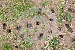 Mouse or vole hole in the ground, lawn cultivation problem, agriculture problem. Rodents overpopulation