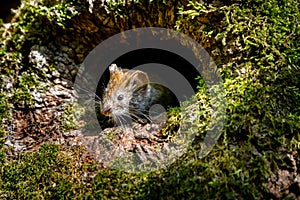 Mouse vole Myodes glareolus looks out of tree hollow on a sunny day