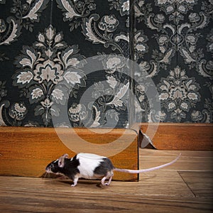 Mouse walking in a luxury old-fashioned roon