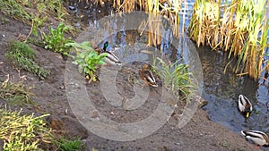 Mouse on the water near the ducks on. Nature reeds grass, rats eat bread and run away underground, a beautiful reservoir