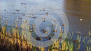 Mouse on the water nearby ducks on. Nature reeds, field mice eat grain and run underground, a beautiful reservoir, Sunny