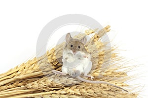 Mouse on wheat
