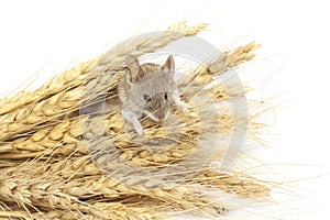Mouse on wheat
