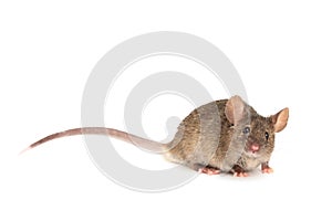 Mouse on white