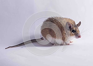 Mouse on white backdrop