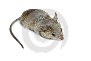 Mouse on a white background