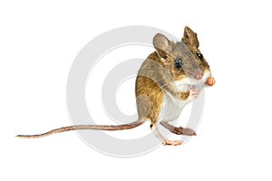 Mouse on white background about to jump