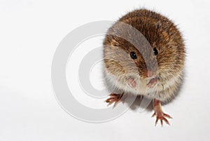 Mouse on white hind legs