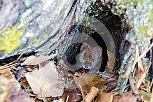 Mouse in wildlife in the autumn forest