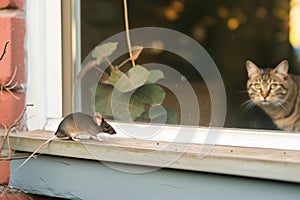 mouse on window ledge, cat watching from inside