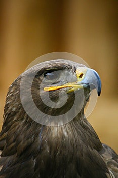 Mousebird buzzard close up view in nice warm light, beautiful bird, Slovakia