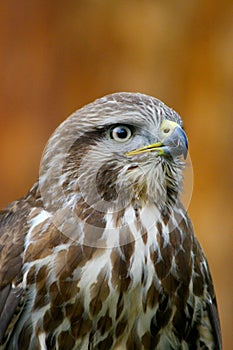 Mousebird buzzard close up view in nice warm light, beautiful bird, Slovakia