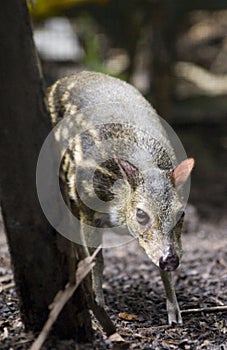 Mousedeer