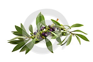 Mousehole tree branch with berries