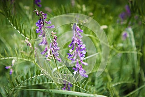 Mousepea close-up. Blue and purple flowers. Plant of the legume family. Valuable fodder and honey plant. Natural background of