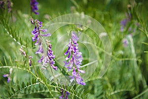 Mousepea close-up. Blue and purple flowers. Plant of the legume family. Valuable fodder and honey plant. Natural background of