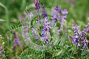 Mousepea close-up. Blue and purple flowers. Plant of the legume family. Valuable fodder and honey plant. Natural background of