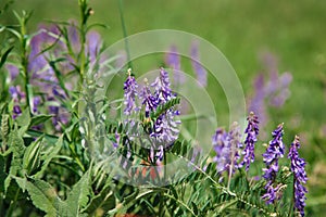 Mousepea close-up. Blue and purple flowers. Plant of the legume family. Valuable fodder and honey plant. Natural background of