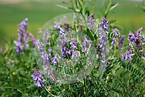 Mousepea close-up. Blue and purple flowers. Plant of the legume family. Valuable fodder and honey plant. Natural background of