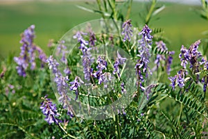 Mousepea close-up. Blue and purple flowers. Plant of the legume family. Valuable fodder and honey plant. Natural background of