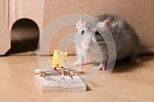 Mousetrap and cheese