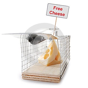 Mousetrap with free cheese