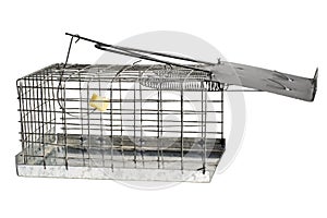 Rat Trap Cage