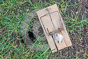 Mousetrap next to a mouse hole in a meadow