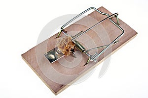 Mousetrap with a piece of bread