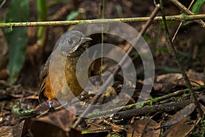 Moustached Antpitta - Grallaria alleni