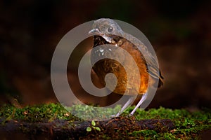 Moustached antpitta, Grallaria alleni, bird family Grallariidae, from Colombia, Ecuador and far northern Peru. Antpitta in the