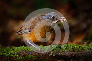 Moustached antpitta, Grallaria alleni, bird family Grallariidae, from Colombia, Ecuador and far northern Peru. Antpitta in the