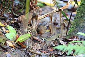 The moustached antpitta (Grallaria alleni) in Ecuador