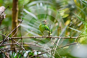 Moustached barbet bird perching on branch in tropical rainforest