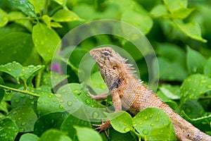 Moustached Crested Lizard in the wild of rainy season