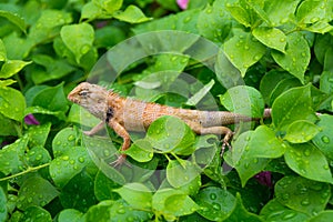 Moustached Crested Lizard in the wild of rainy season