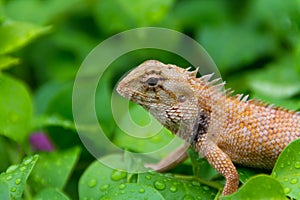 Moustached Crested Lizard in the wild of rainy season