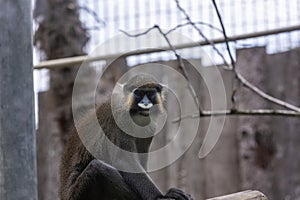 Moustached guenon