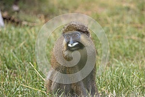 Moustached guenon