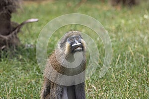 Moustached guenon