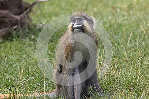 Moustached guenon