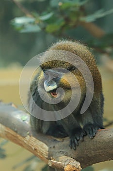 Moustached guenon