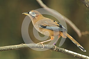 Moustached laughingthrush photo