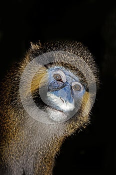 MOUSTACHED MONKEY OR MUSTACHED MONKEY cercopithecus cephus, PORTRAIT OF ADULT