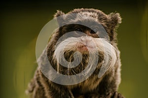 Moustached tamarin enface