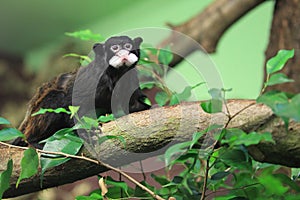Moustached tamarin photo